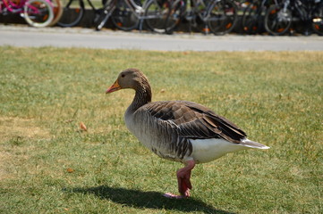 Big goose is walking on green grass