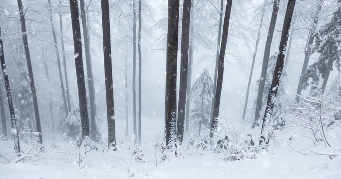 Snowy beech tree forest during snowfall.