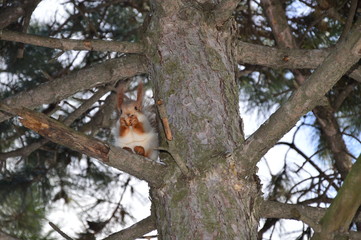 Small red squirrel on a tree is eating nut