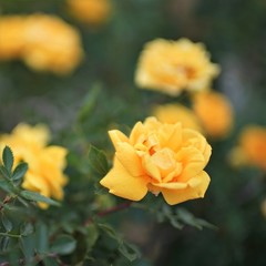 bush of blooming yellow roses in the garden.