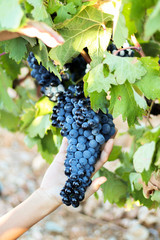 Purple grapes harvest from a vineyard in Spain