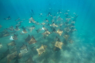 School of cow nose rays in sea of cortez