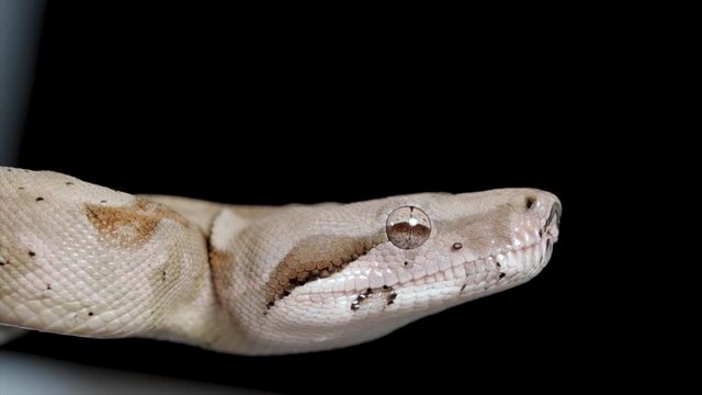 Head of snake close up. Beautiful Macro snake portrait. Camouflage predator serpentine. Dangerous wildlife animal close up.