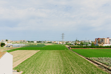 Valencia, Spain - June 9, 2018: Plantation of tigernuts in the Valencian orchard, near the houses of the city.