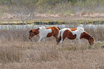 Fototapeta na wymiar Chincoteague Ponies in a Coastal Wetland