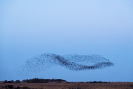 Flock of birds flying in sky