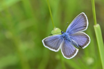Spring , Butterfly , Common Blue , Polyommatus icarus , Meadows