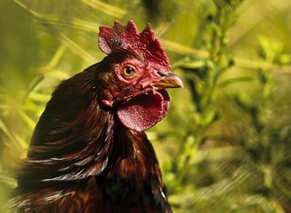 Close-up view of an adult female domestic chicken.