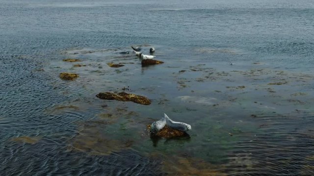 Spotted seal Phoca largha, the larga seal in wildlife environment