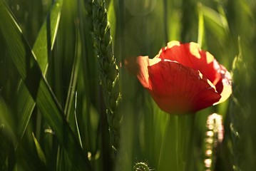 Close-up view of one blooming red poppy in a field of unripe wheat.