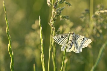 Black veined white butterfly (Aporia crataegi) in its natural habitat on a meadow. Czech Republic.
