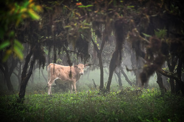 A cow grazes on the mountains of Galapagos Island