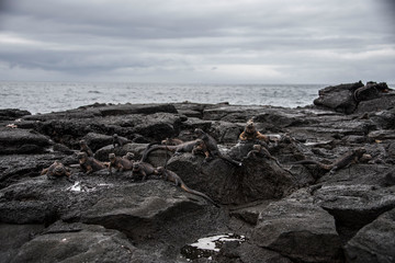 Endemic Marine and Land Iguana colonies in the Galapagos Island