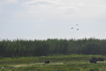 The beautiful birds glossy ibis in the natural environment