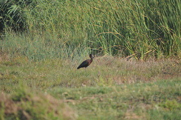 The beautiful birds glossy ibis in the natural environment