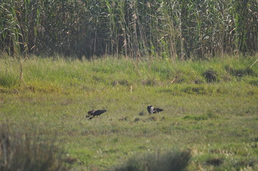 Obraz na płótnie Canvas The beautiful birds glossy ibis in the natural environment