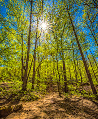 Naklejka premium Poinsett Bridge Area near Greenville South Carolina SC
