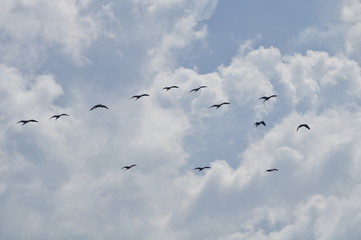 The beautiful birds glossy ibis in the natural environment