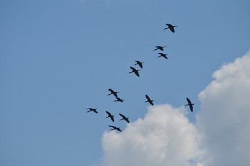 Obraz premium The beautiful birds glossy ibis in the natural environment