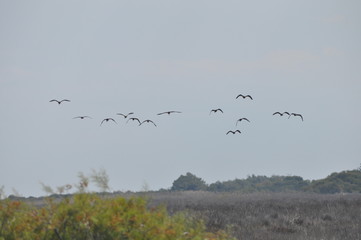The beautiful birds glossy ibis in the natural environment