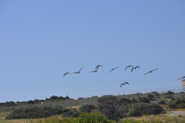 The beautiful birds glossy ibis in the natural environment