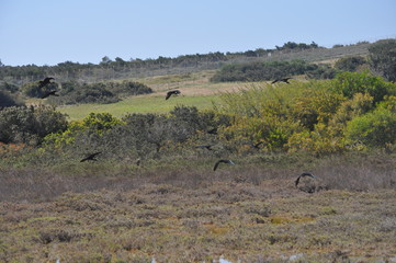 Naklejka premium The beautiful birds glossy ibis in the natural environment