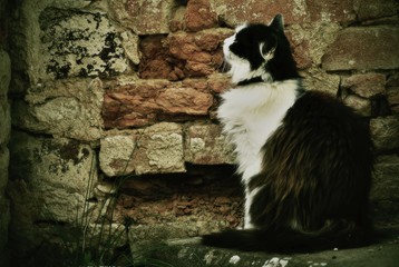 Longhair black and white cat resting near a brick wall