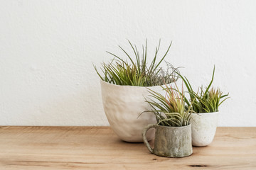 Close up of three varieties of air plants in terracotta pots on wooden shelf