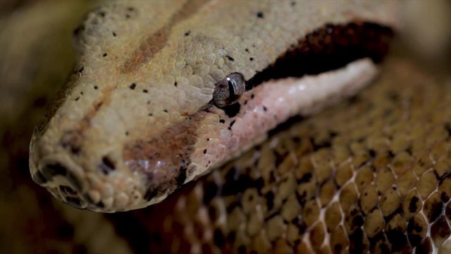 Dangerous animals snake close up. Dangerous python front view curled into a ball. Macro view of predator snake with camouflage pattern. Cold blooded reptile snake close up.  