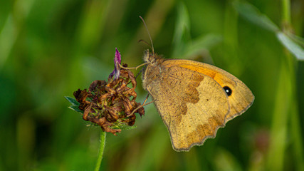 Colias myrmidone orange butterfly with small black spot on wings, side view macrophoto perched on english wildflower