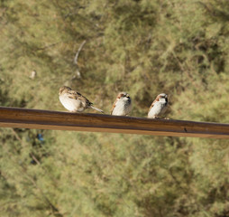 3 pequeñas aves