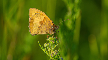 Colias myrmidone orange butterfly with small black spot on wings, side view macrophoto perched on english wildflower