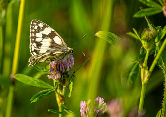 Close up Marco photograph of Black Marble Butterfly on english wildflower