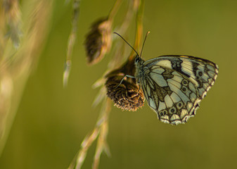 Close up Marco photograph of Black Marble Butterfly on english wildflower