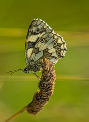 Close up Marco photograph of Black Marble Butterfly on english wildflower