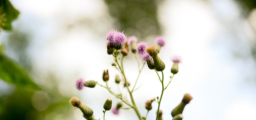 Purple thistles in a light setting
