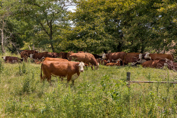 Cows grazing and resting in shade under trees in pasture during a summer heat wave © JJ Gouin