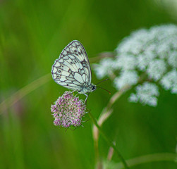 Close up Marco photograph of Black Marble Butterfly on english wildflower