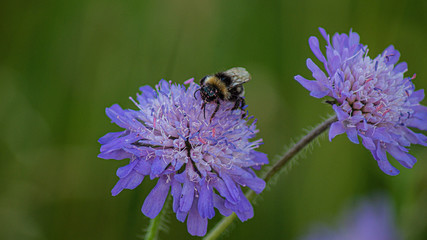 Close up Marco Photo, Large Bee on puple wildflower covered in pollen