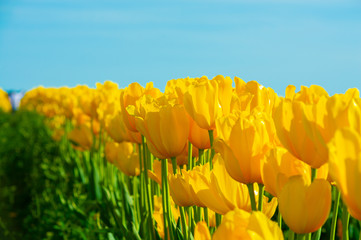 Obraz premium Colorful Tulips in Full Bloom during the Spring Season 2019