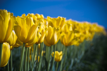 Obraz premium Colorful Tulips in Full Bloom during the Spring Season 2019