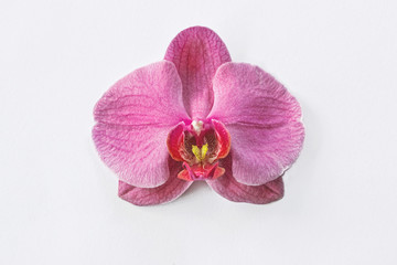 Fototapeta na wymiar close up of one pink orchid flower on white background 