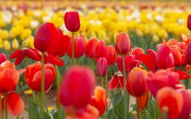 Blooming tulip fields in Netherlands, flower with blurrred colorful tulips as background. Selective focus,tulip close up