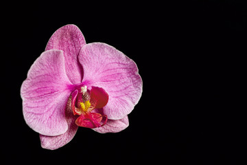 Fototapeta na wymiar close up of one pink orchid flower on black background 