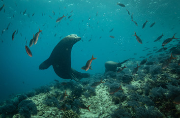 Sea lions dancing for the camera in the Sea of Cortez