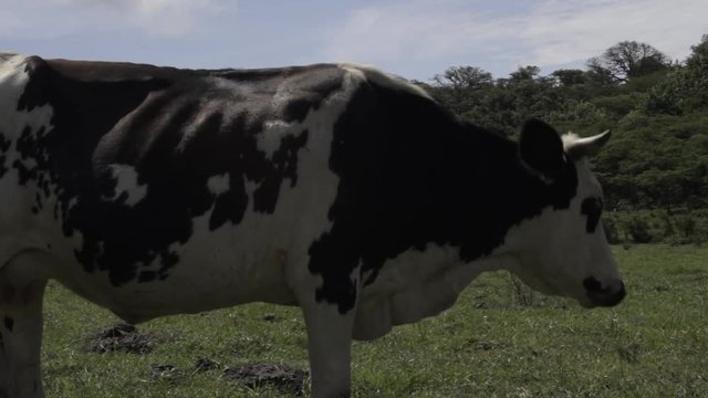 Ganado engorda bovino en granja charol&aacute;is pastando vacas leche carne