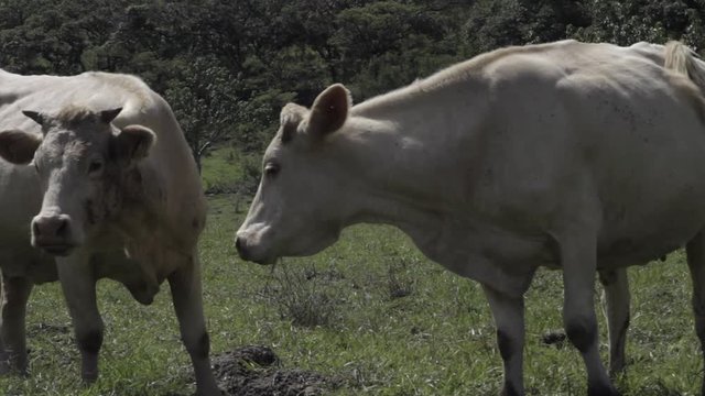 Ganado engorda bovino en granja charol&aacute;is pastando vacas leche carne