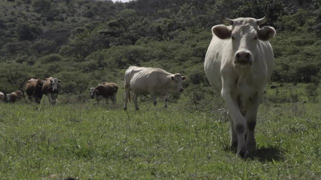 Ganado engorda bovino en granja charol&aacute;is pastando vacas leche carne