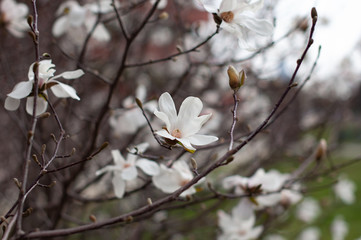 Magnolia in blossom. White magnolia flowers and buds. Blurred background. Close-up, soft selective focus