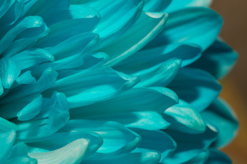 Blue chrysanthemum flower macro texture